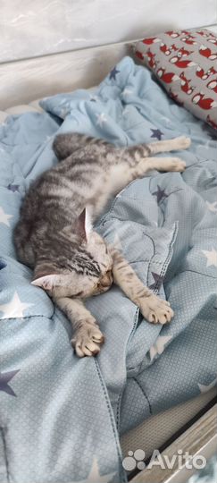 Котенок британка