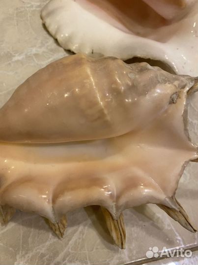 Ракушки огромные