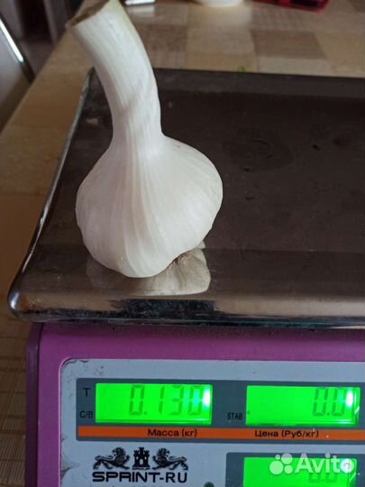 Чеснок домашний