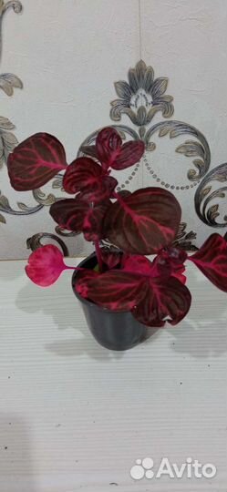 Ирезине Хербста