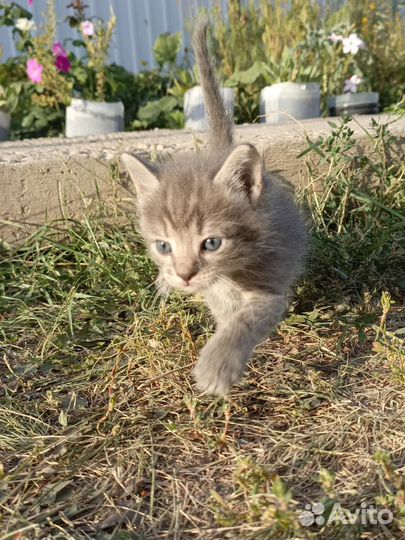 Мальчишки в добрые руки