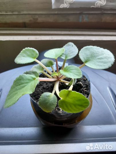 Фиалка,традесканция-фиалет