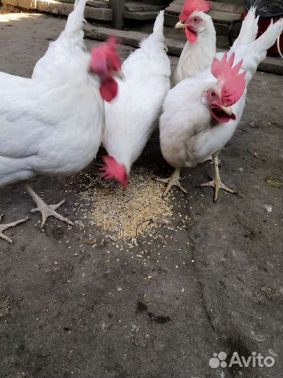 Куры молодки несушки
