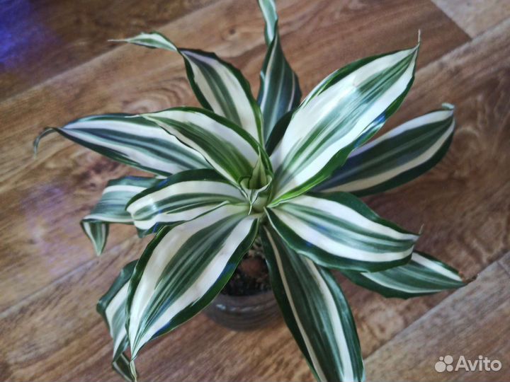 Драцена Канзи