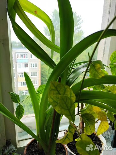 Комнатные растения