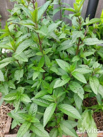 Эстрагон, мелисса, мята, чабрец, душица, любисток