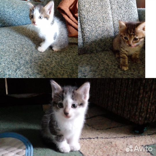 Отдам бесплатно котят)