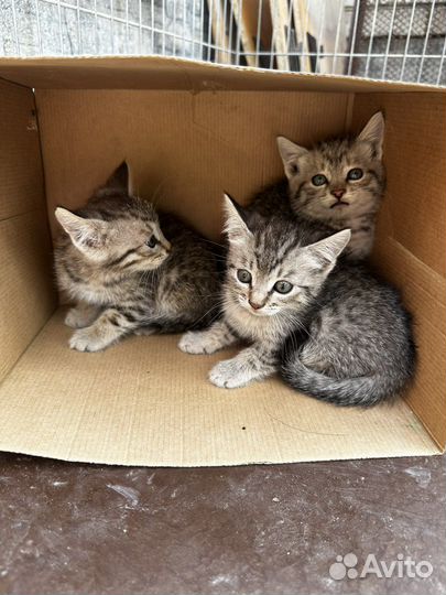 Мурочки ищут дом