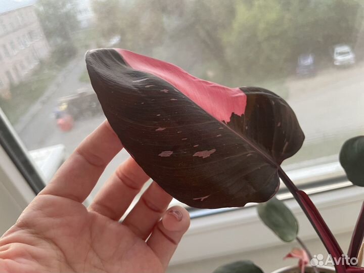 Филодендрон розовая принцесса