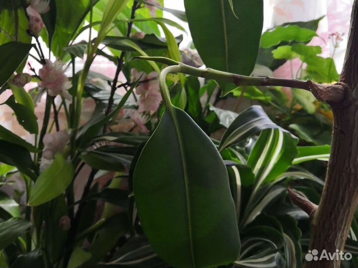 Комнатные растения цветы большие