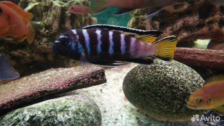 Малавийские цихлиды, аквариумные рыбки