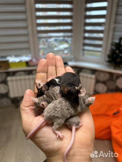 Мышки сатиновые