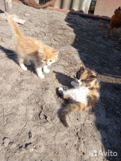 Отдам в добрые руки