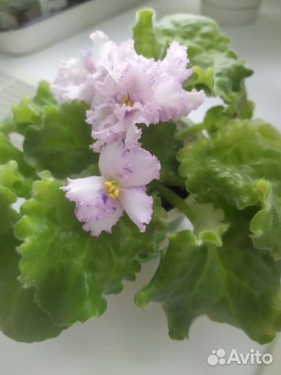 Фиалка махровая