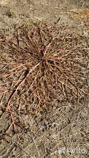 Гербицид торнадо 540