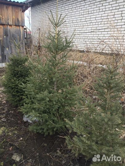 Ель Сибирская (Сизая)