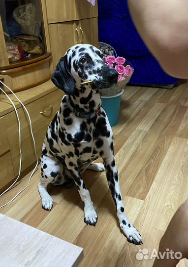 Далматинец ищет невесту