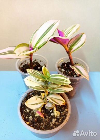 Сингониум, традесканции