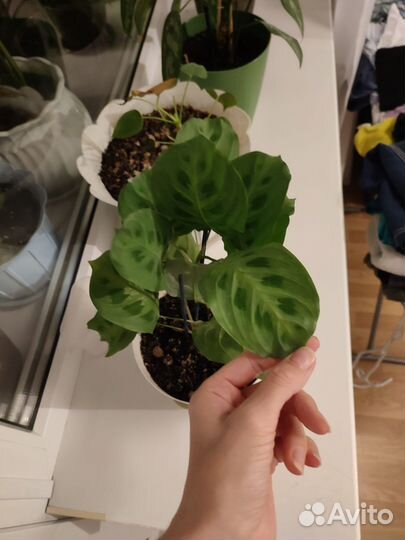 Маранта бьюти ким