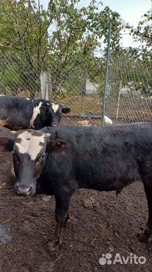 Бычки на откорм
