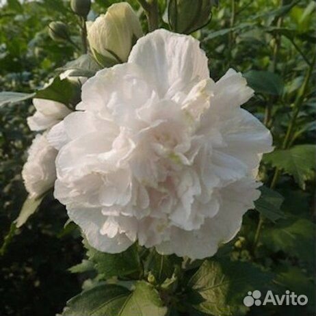 Гибискус китайская роза