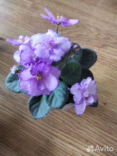 Миниатюрные фиалки