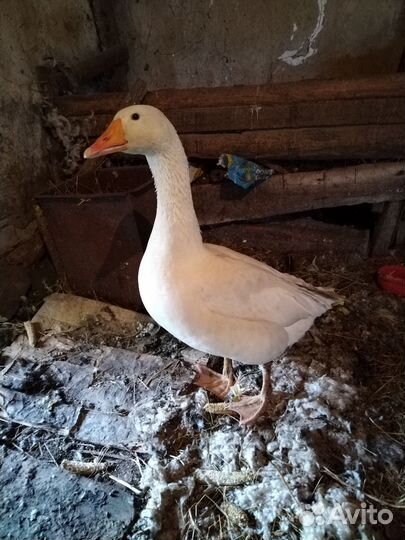 Продам гуся