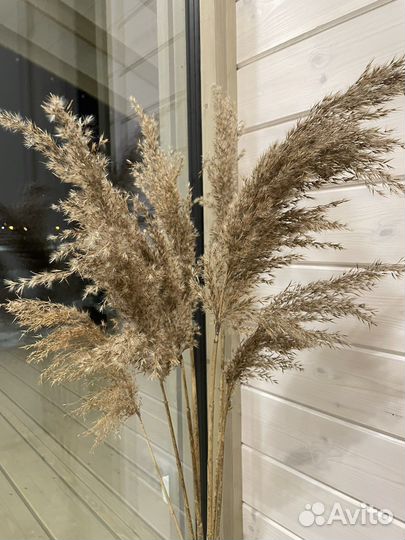 Пампасная трава