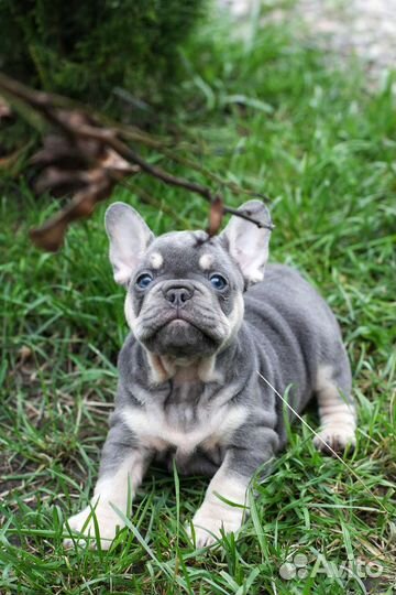 Французский бульдог лиловый тан