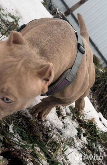 Американский булли мальчик