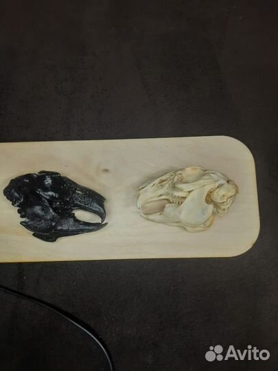 Череп кролика