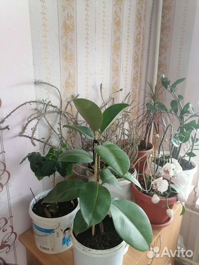 Комнатные растения