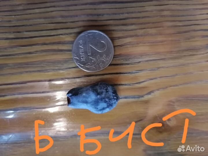 Саженцы Канадской жимолости