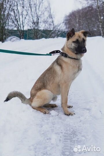 Молодой пес в добрые руки