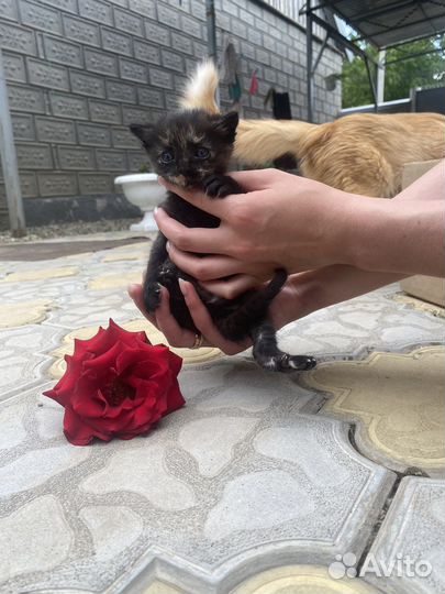 Котятки в добрые руки