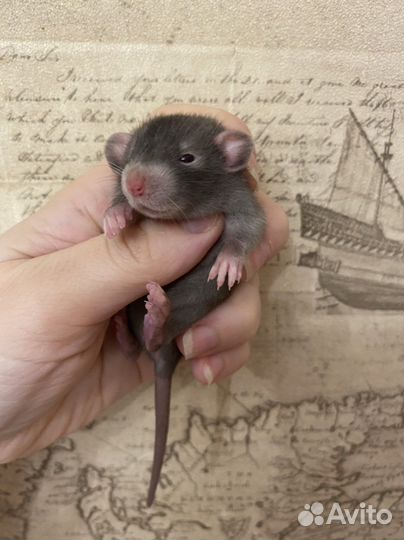 Крысята редкого окраса.крыса devil Дамбо