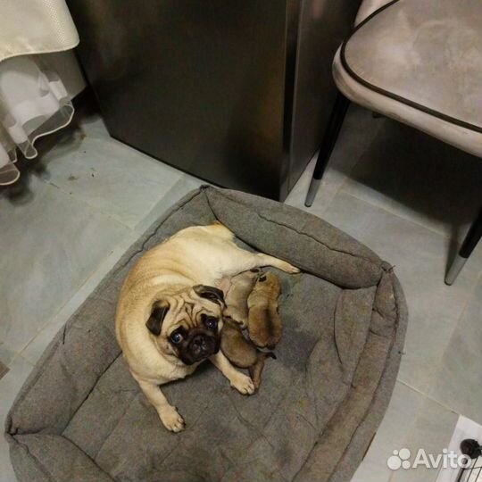 Продам щенка Мопса