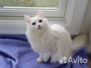 Турецкая ангора