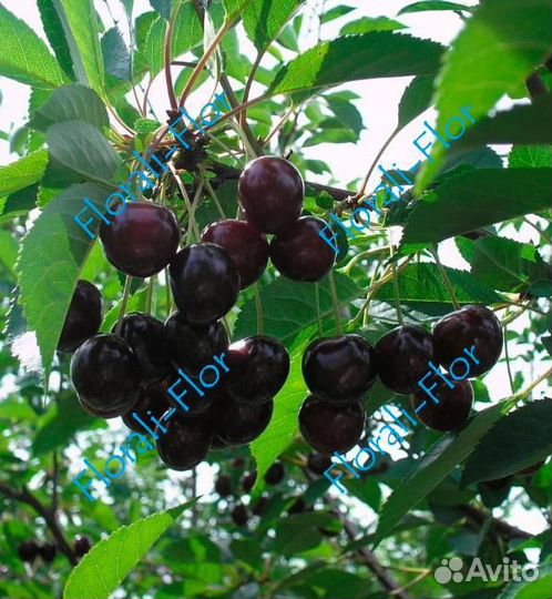 Вишня Шоколадница