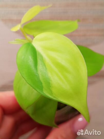 Эпипремнум & Филодендрон