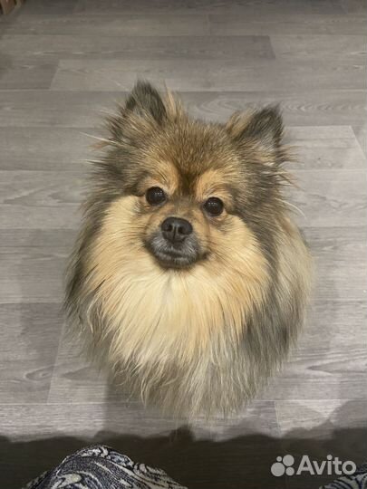 Девочка шпиц для вязки