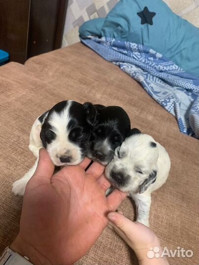 Щенки спаниеля