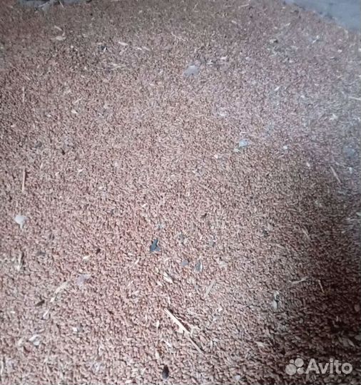 Пшеница озимая