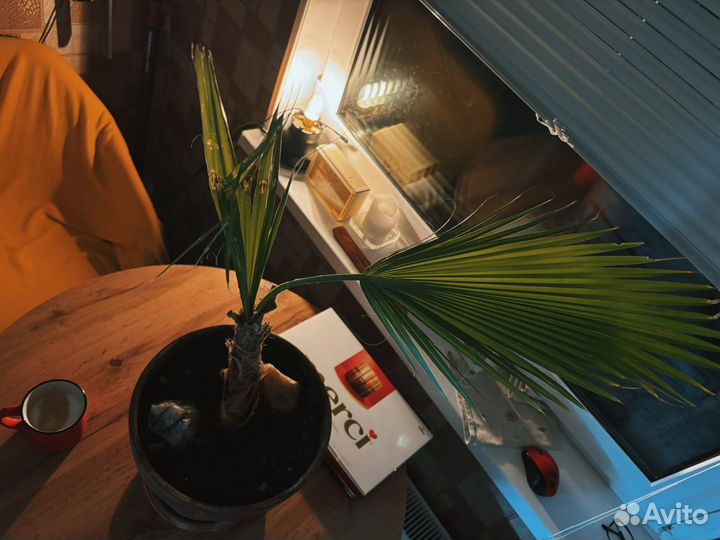 Пальма вашингтония