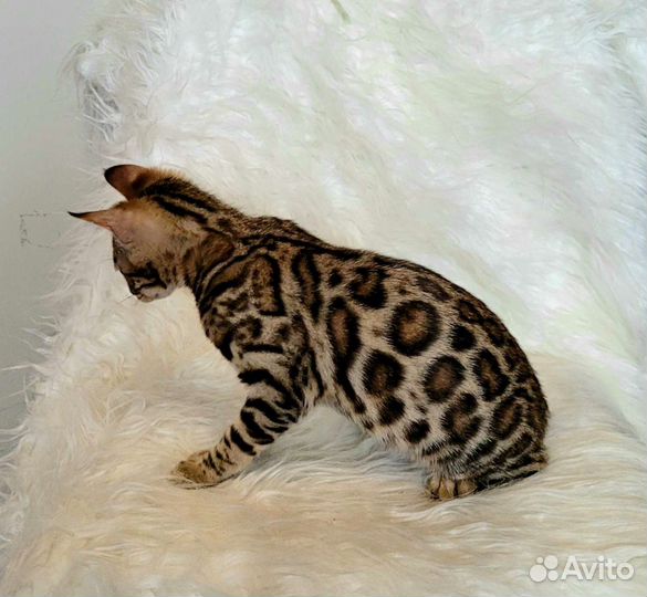 Бенгальские котята