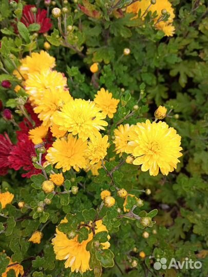 Хризантемы