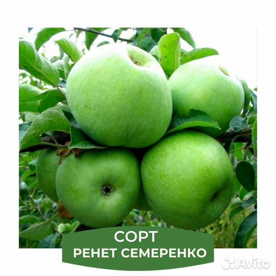 Плодовые деревья