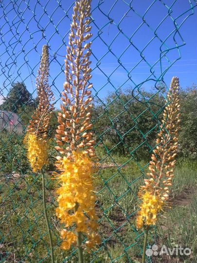 Многолетние садовые растения