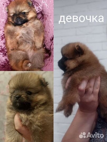 Щенки померанского шпица
