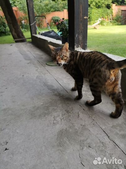 Бенгальский кот в добрые руки